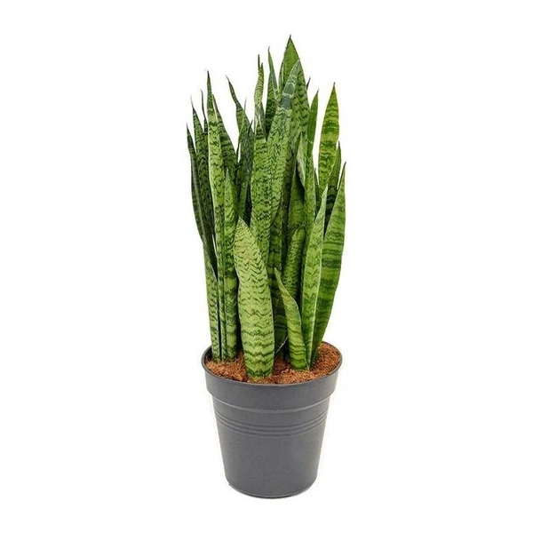 Sansevieria Zeylanica  - self watering pot 