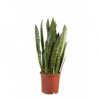 Sansevieria Zeylanica  - self watering pot 