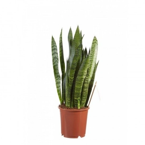 Sansevieria Zeylanica  - self watering pot 