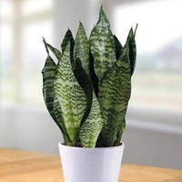 Sansevieria Zeylanica  - self watering pot 