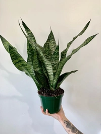 Sansevieria Zeylanica  - self watering pot 