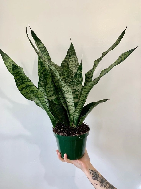 Sansevieria Zeylanica  - self watering pot 