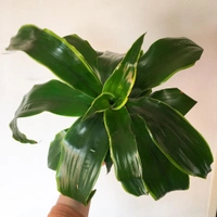 Dracena Dorado  - self watering pot 