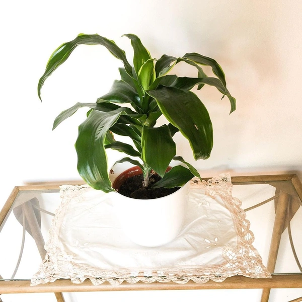 Dracena Dorado  - self watering pot 