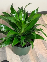 Dracena Janet Craig Compacta - green / brown standard pot, 0.5 - 1 feet 