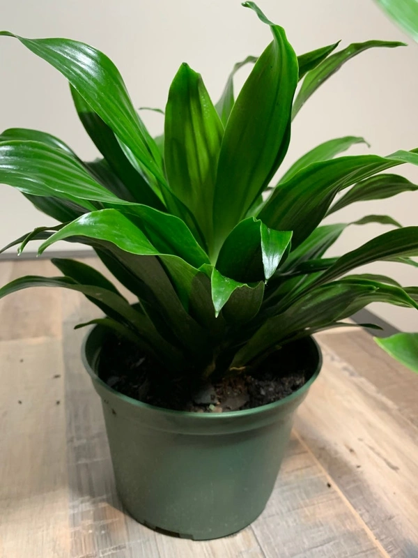 Dracena Janet Craig Compacta - green / brown standard pot, 0.5 - 1 feet 