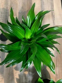 Dracena Janet Craig Compacta - green / brown standard pot, 0.5 - 1 feet 