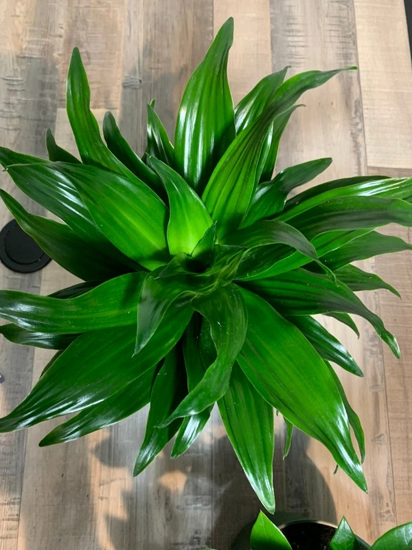 Dracena Janet Craig Compacta - green / brown standard pot, 0.5 - 1 feet 