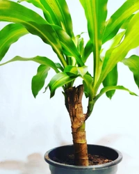 Dracena Massangeana - brown / black  standard pot , 0.5 - 1 feet