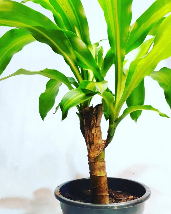 Dracena Massangeana - brown / black  standard pot , 0.5 - 1 feet