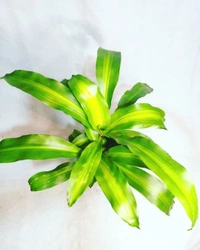 Dracena Massangeana - self watering pot 