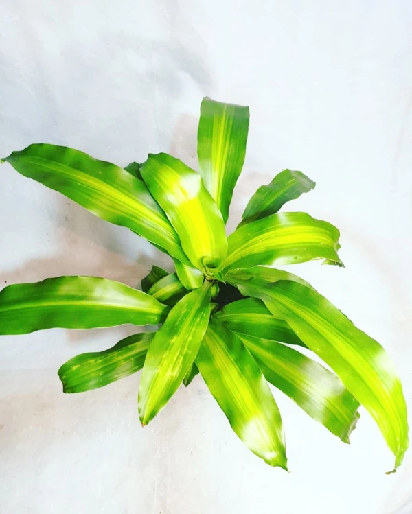 Dracena Massangeana - self watering pot 