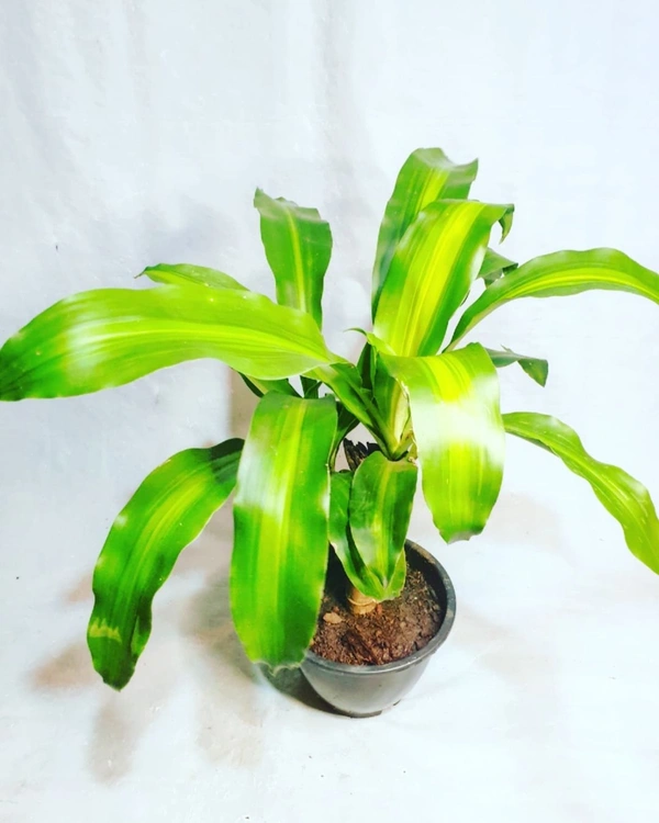 Dracena Massangeana - self watering pot 