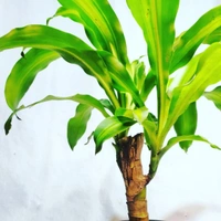 Dracena Massangeana - self watering pot 