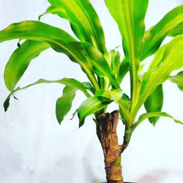 Dracena Massangeana - self watering pot 