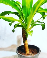 Dracena Massangeana - self watering pot 