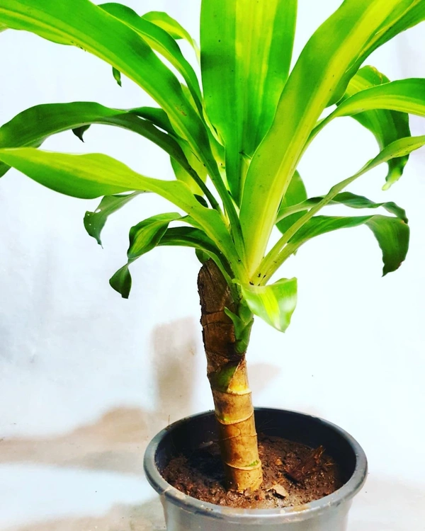 Dracena Massangeana - self watering pot 