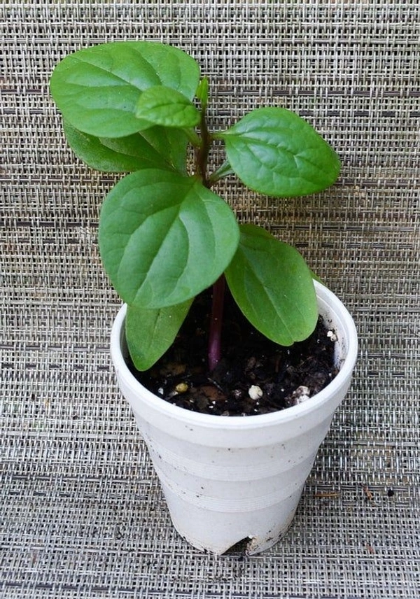 Malabar Spinach  - white standard pot 