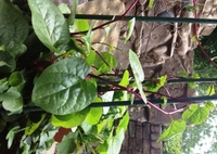 Malabar Spinach  - white standard pot 