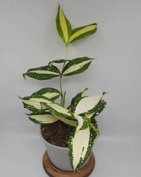 Dracena Milkey White  - white standard pot 