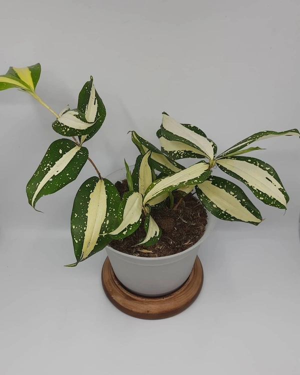 Dracena Milkey White  - white standard pot 