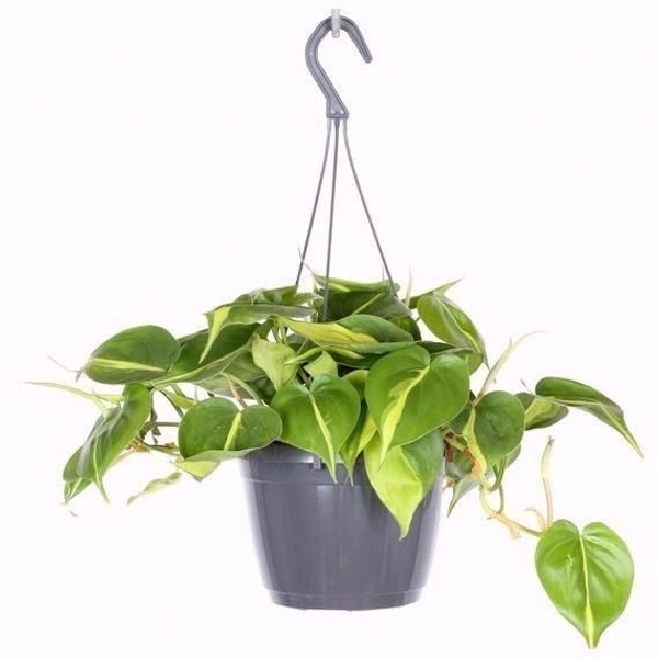 Philodendron Basil - standard hanging pot 