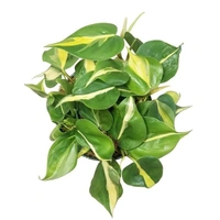 Philodendron Basil - standard hanging pot 