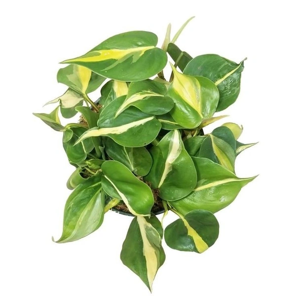 Philodendron Basil - standard hanging pot 
