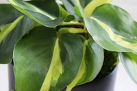 Philodendron Basil - standard hanging pot 