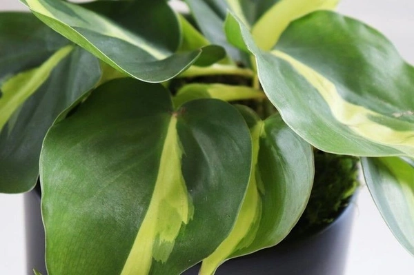 Philodendron Basil - standard hanging pot 