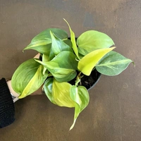 Philodendron Basil - standard hanging pot 