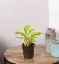 Philodendron Ceylon Gold  - black / green standard pot , 13 - 15 inch