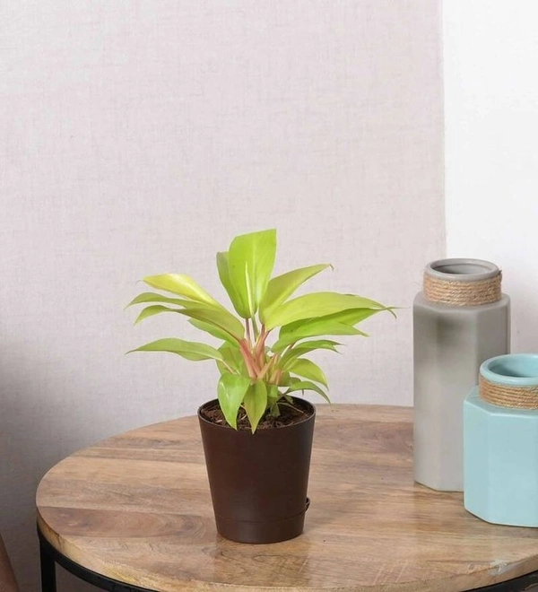 Philodendron Ceylon Gold  - black / green standard pot , 13 - 15 inch