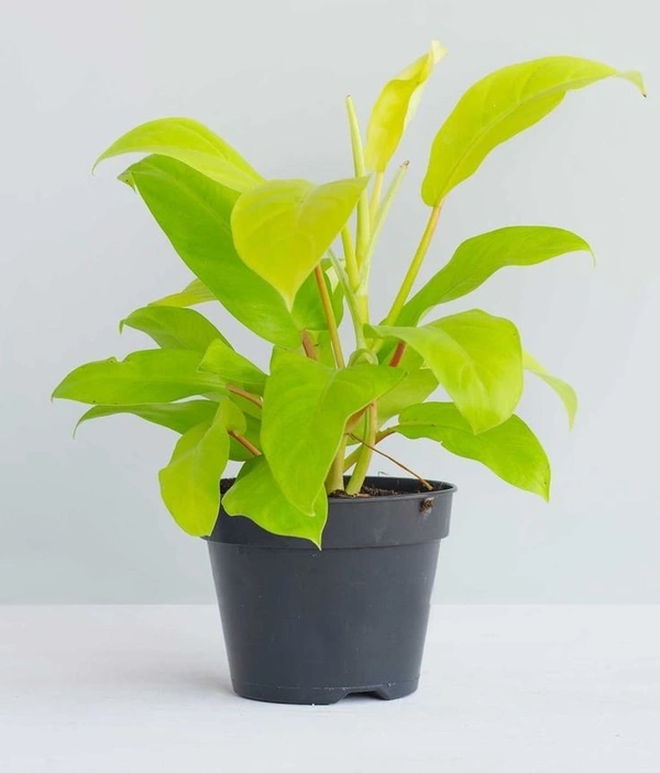 Philodendron Ceylon Gold  - white standard pot 