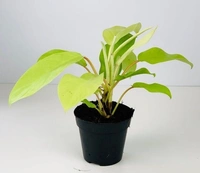 Philodendron Ceylon Gold  - self watering pot 