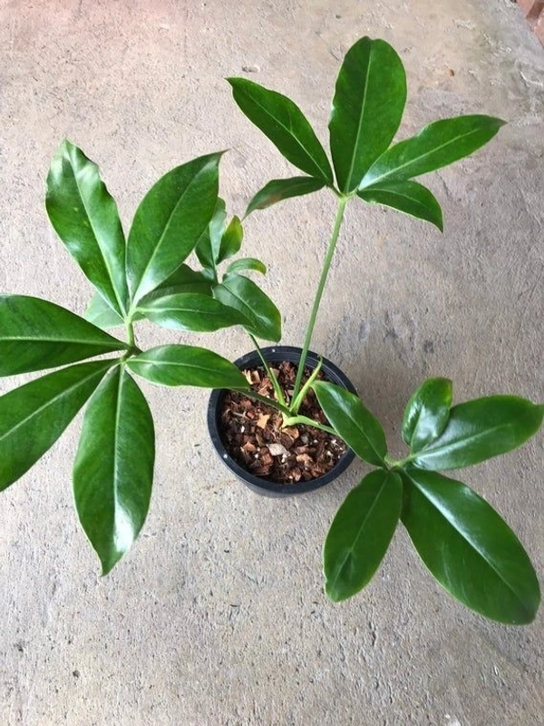 Philodendron Goeldii - white standard pot 