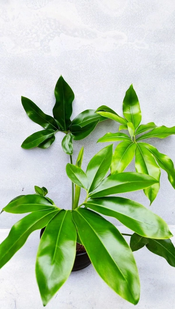 Philodendron Goeldii - white standard pot 