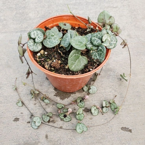 String Of Hearts  - brown / black standard pot , 12 cm ( height of string )