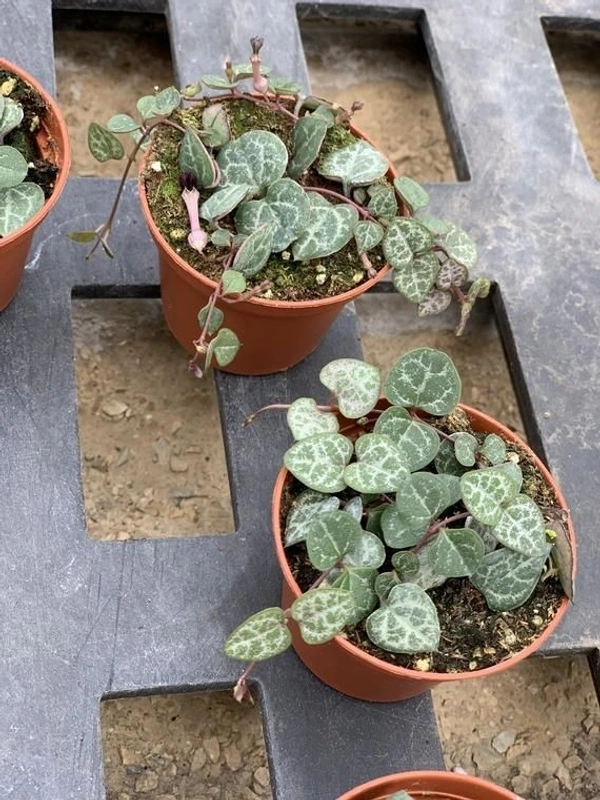 String Of Hearts  - brown / black standard pot , 12 cm ( height of string )