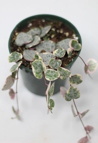 String Of Hearts  - brown / black standard pot , 12 cm ( height of string )