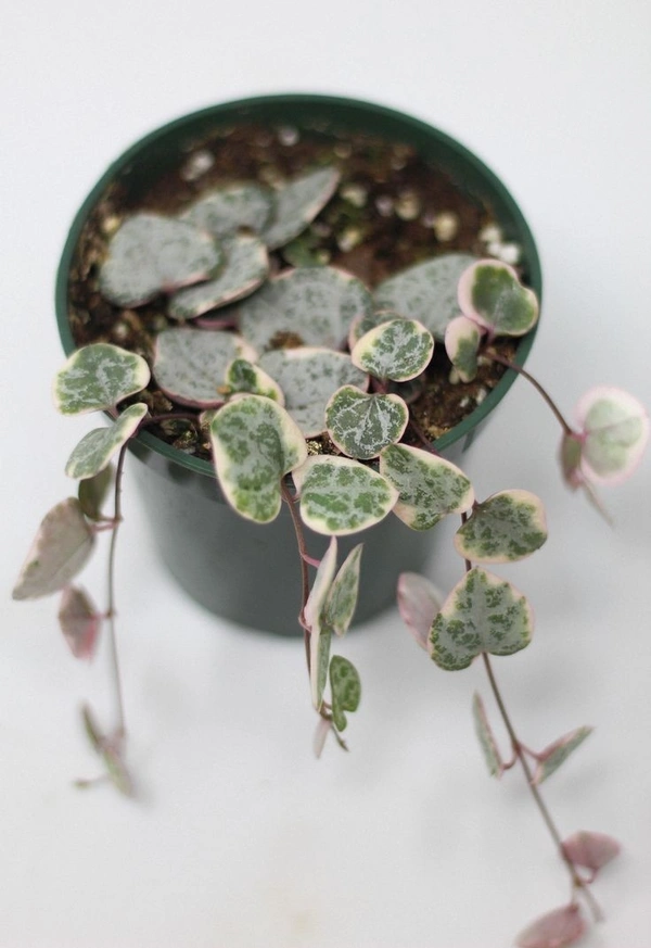 String Of Hearts  - brown / black standard pot , 12 cm ( height of string )