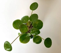 Chinese Money Plant  - brown / black standard pot 