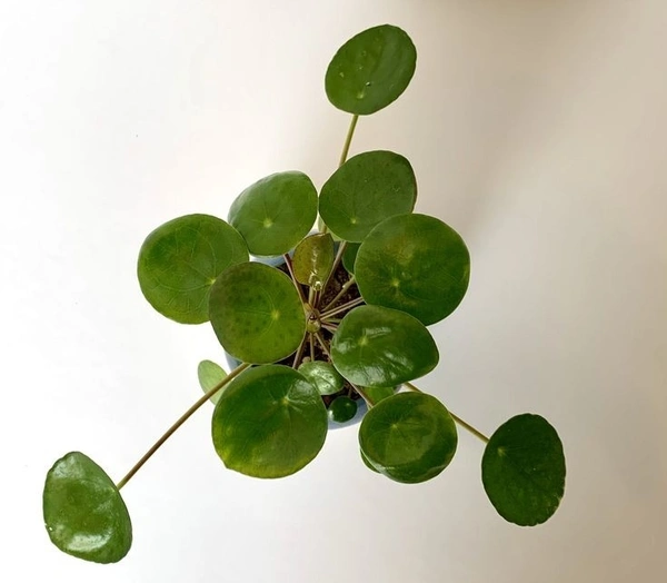 Chinese Money Plant  - white standard pot 