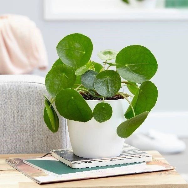 Chinese Money Plant  - white standard pot 