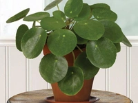 Chinese Money Plant  - self watering pot 