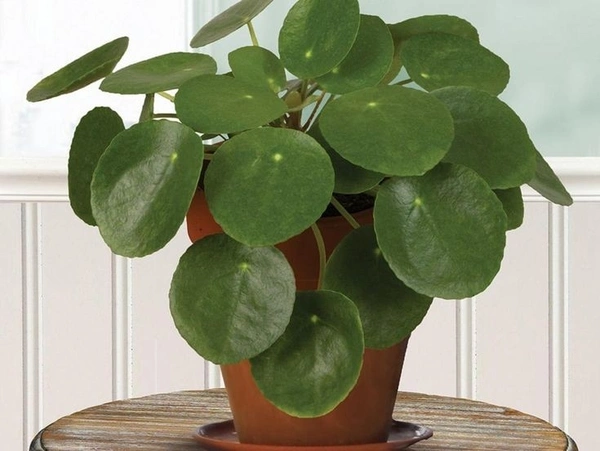 Chinese Money Plant  - self watering pot 