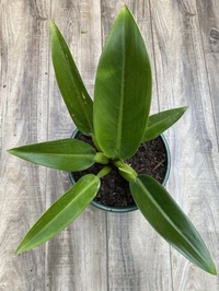 Philodendron Martianum  - green / black standard pot , 14 - 16 inch