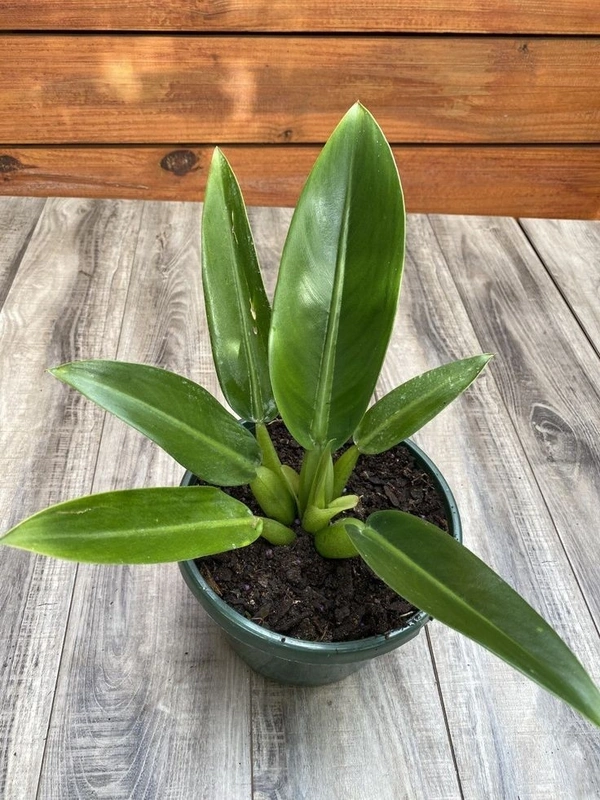 Philodendron Martianum  - green / black standard pot , 14 - 16 inch