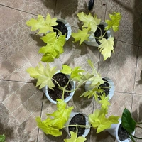 Philodendron Golden Selloum - white standard pot 