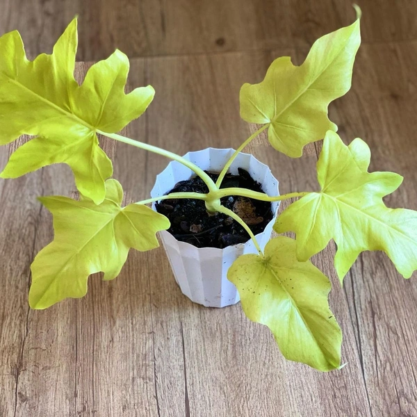 Philodendron Golden Selloum - self watering pot 